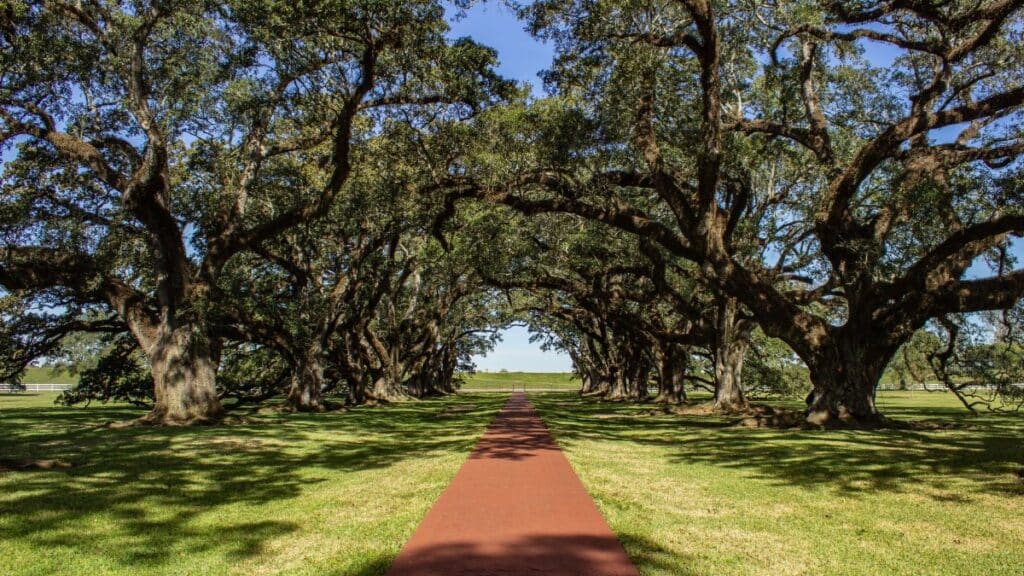 Majestic oak trees line a pathway in Vacherie, Louisiana, offering a serene vista.