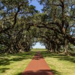 Majestic oak trees line a pathway in Vacherie, Louisiana, offering a serene vista.