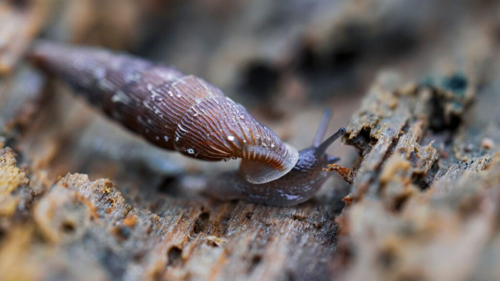 Detailed macro shot of a brown slug crawling on a wooden surface, showcasing textures.