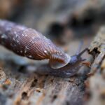 Detailed macro shot of a brown slug crawling on a wooden surface, showcasing textures.