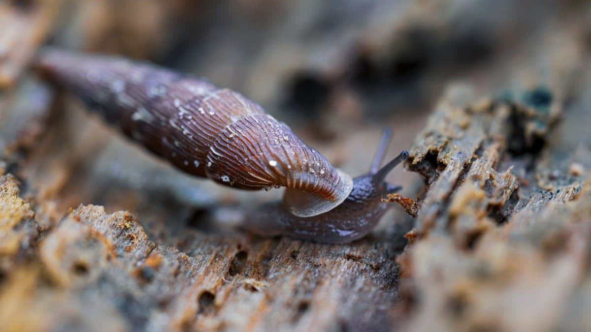 Detailed macro shot of a brown slug crawling on a wooden surface, showcasing textures.