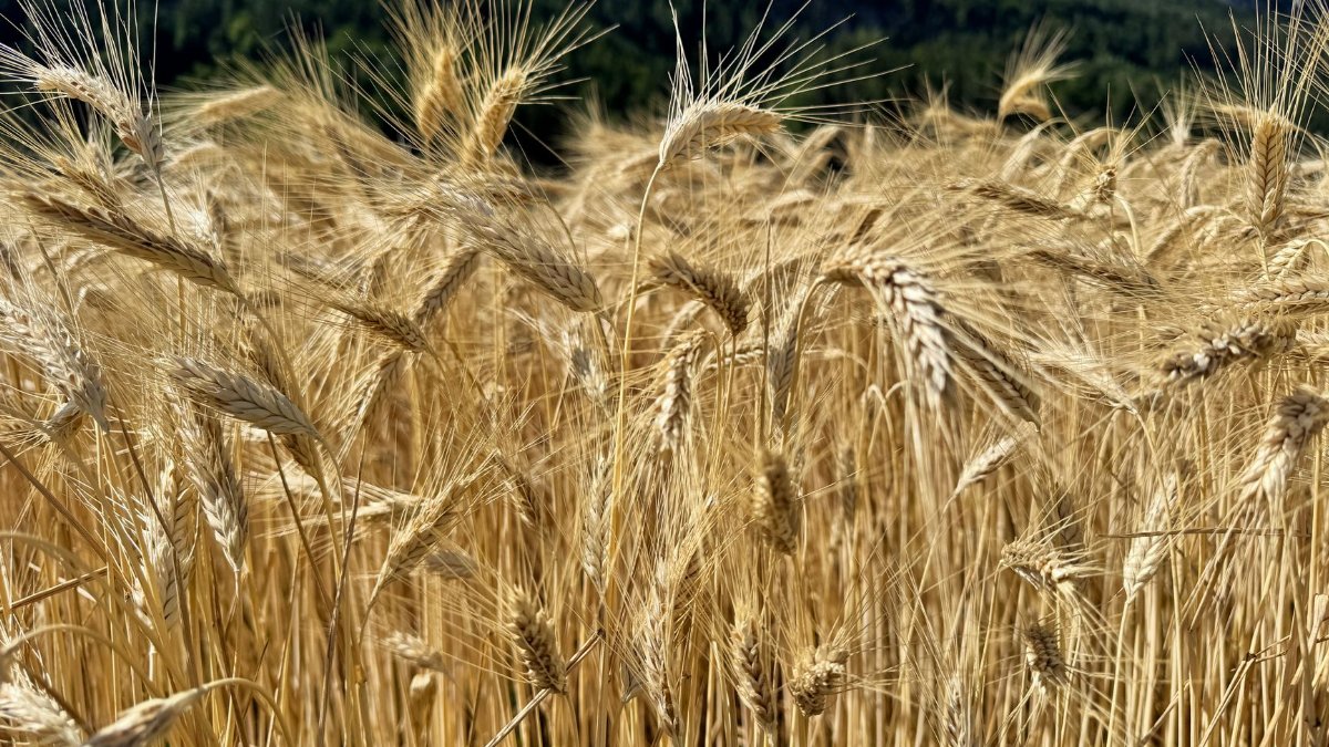 Close-up of ripe wheat against a mountain landscape on a sunny day.