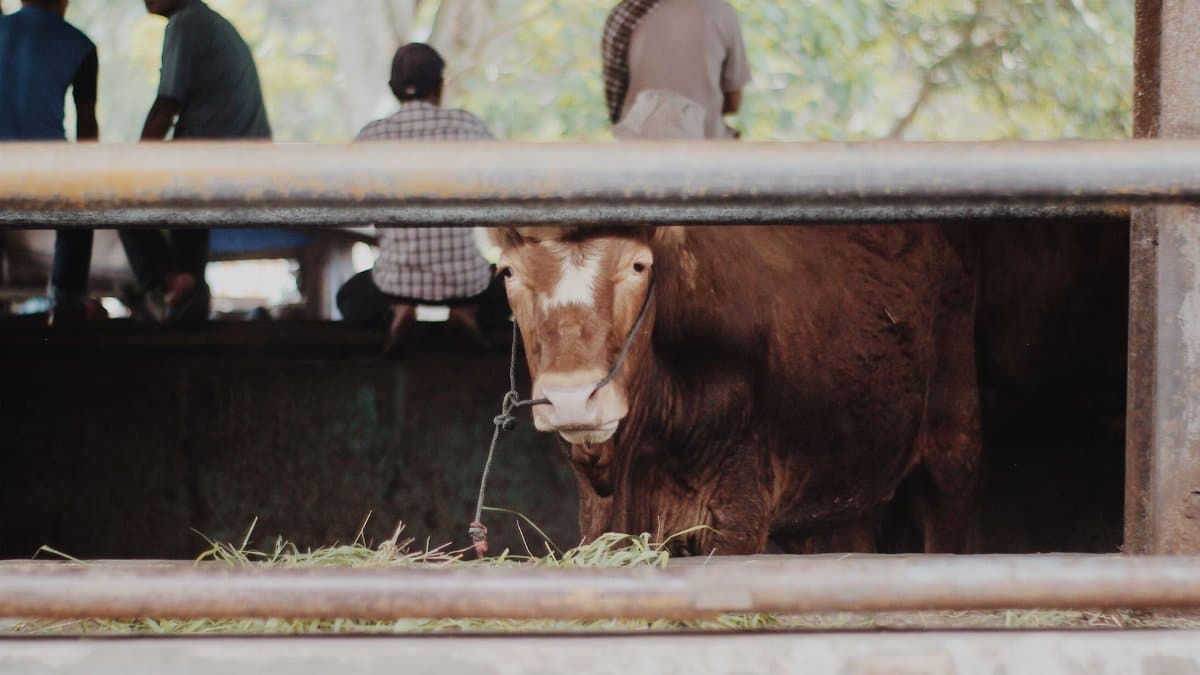 A brown cow standing in a farm shed with people in the background, conveying rural agriculture life.