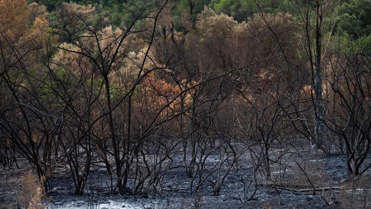 Charred landscape of a forest after a recent wildfire with burnt vegetation and ash-covered ground.
