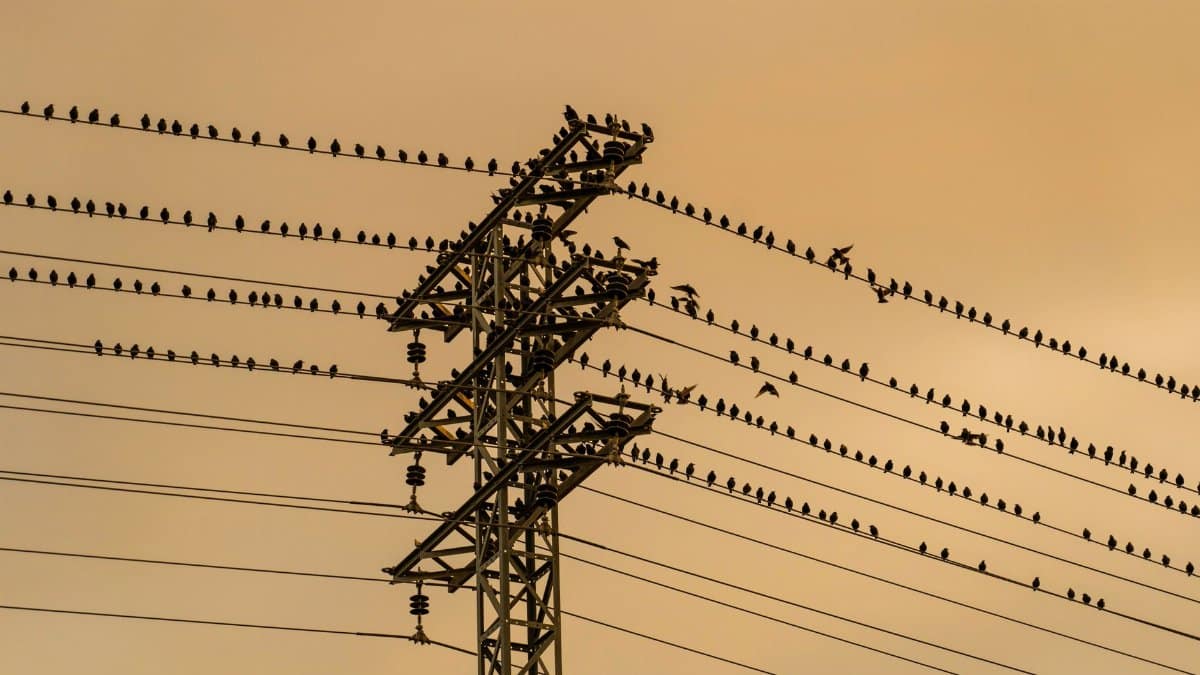 A flock of birds resting on high voltage power lines during sunset, creating a silhouette against the sky.