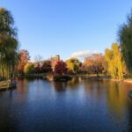 Serene autumn scene at Boston Public Garden with vibrant willow trees and calm waters.