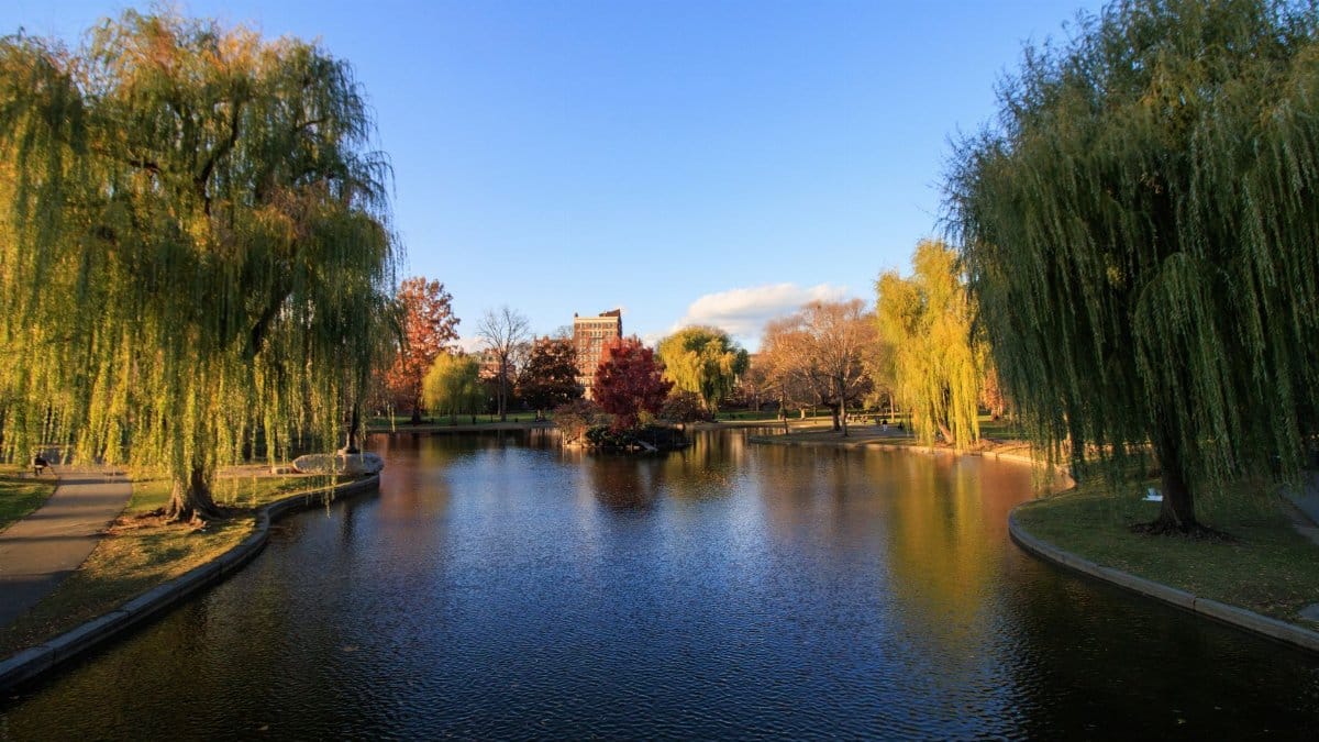 Serene autumn scene at Boston Public Garden with vibrant willow trees and calm waters.