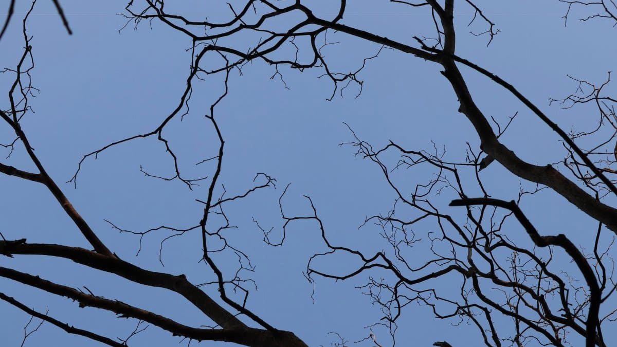 Artistic view of bare tree branches creating a silhouette against a clear blue sky.