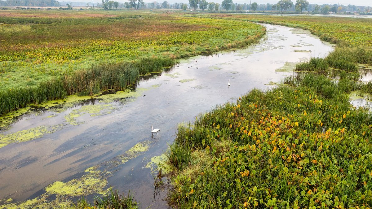A serene view of Alma, Wisconsin wetlands with lush foliage and winding river.