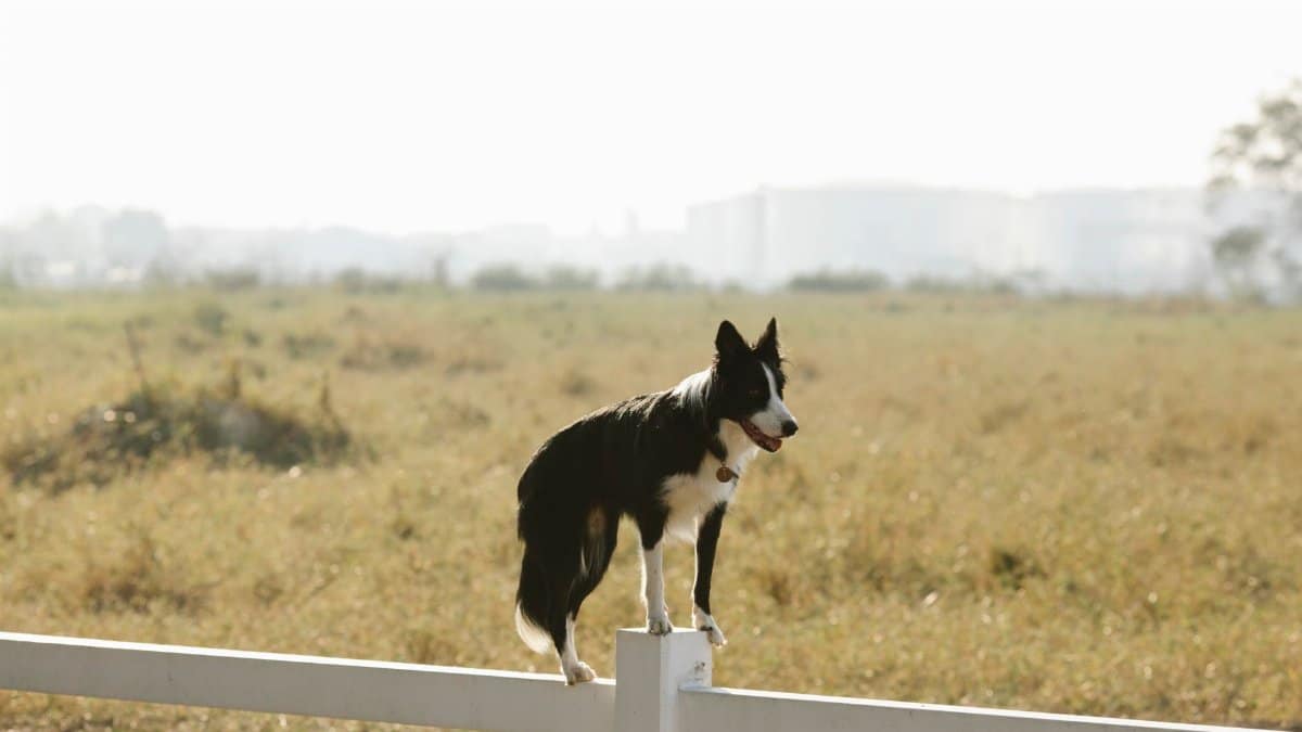 Full body adorable canine Border Collie dog standing on white enclosure fence in sunny summer farmland