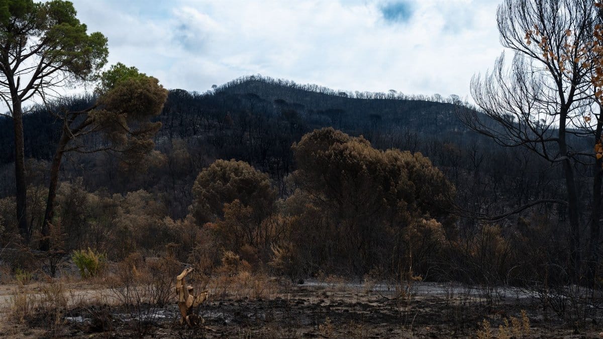 A stark view of a forest after a wildfire, showing charred trees and barren land.