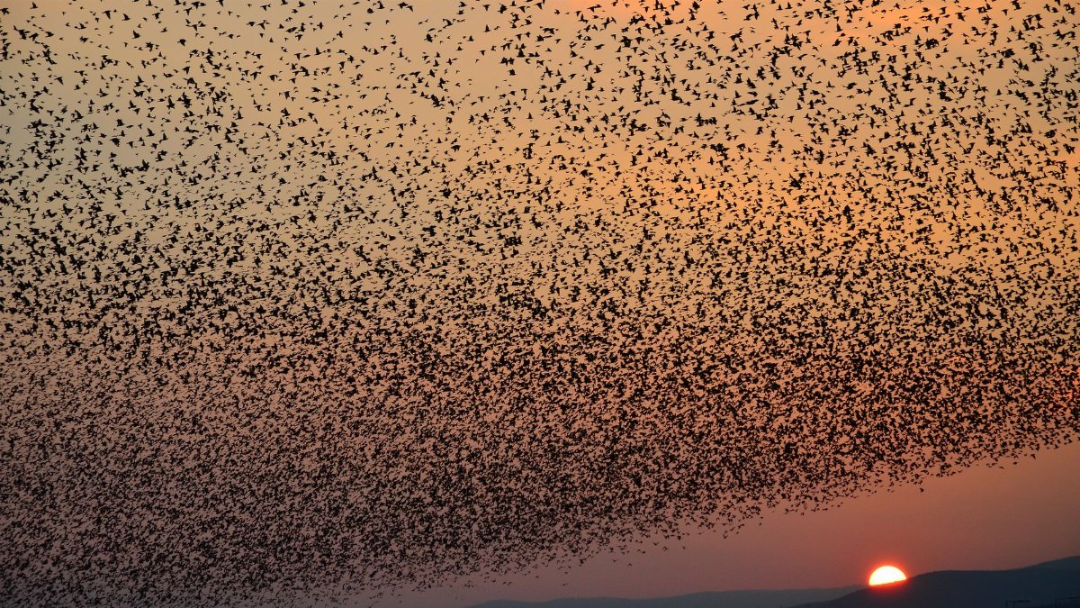 A massive flock of birds creates stunning patterns against a vivid sunset, highlighting the beauty of nature.