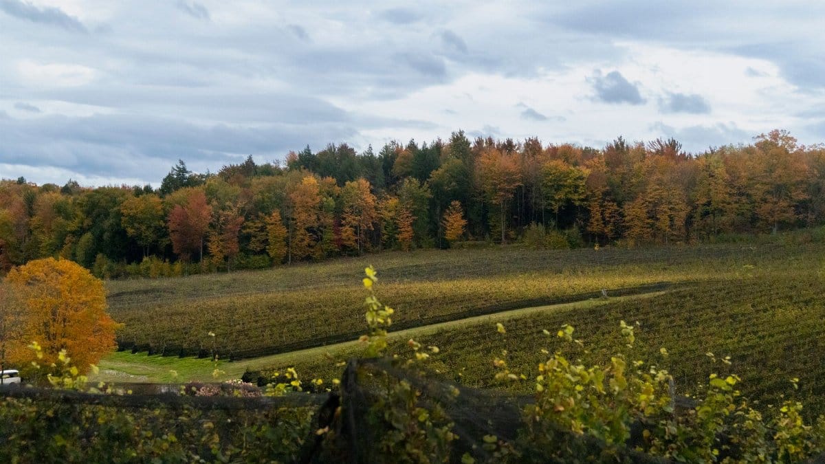 A beautiful autumn vineyard with colorful foliage and scenic landscape in Québec City, Canada.