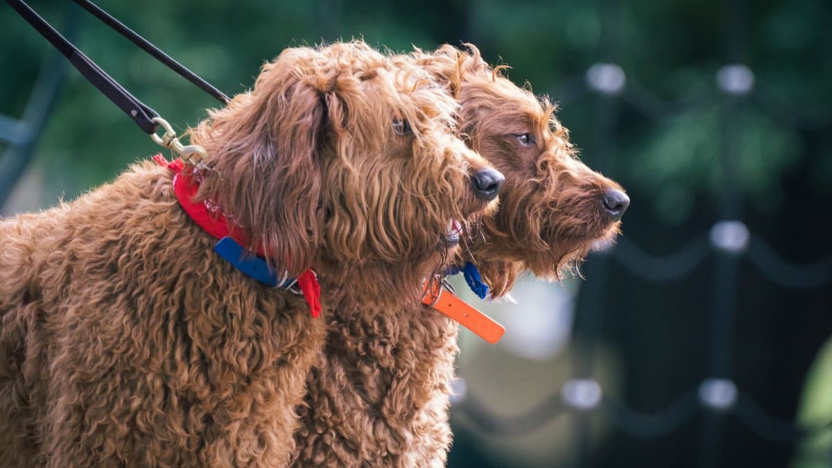 Two shaggy labradoodle dogs wearing collars and leashes outdoors, side by side.