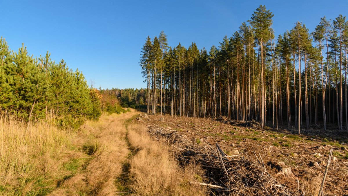 A forest edge with tall trees and a clearcut area under a bright sky.