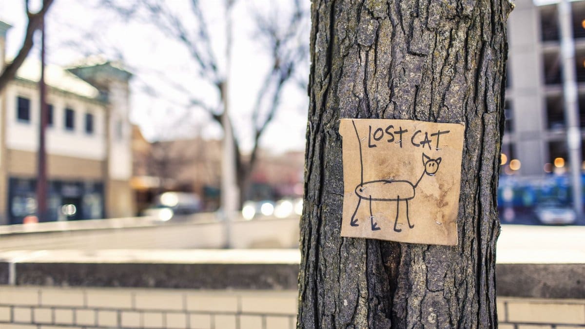 A handmade lost cat sign tacked to a tree on a city street with blurred buildings in the background.
