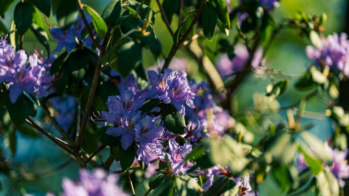 Close-up of vibrant purple rhododendron flowers blooming in sunlight with green foliage.