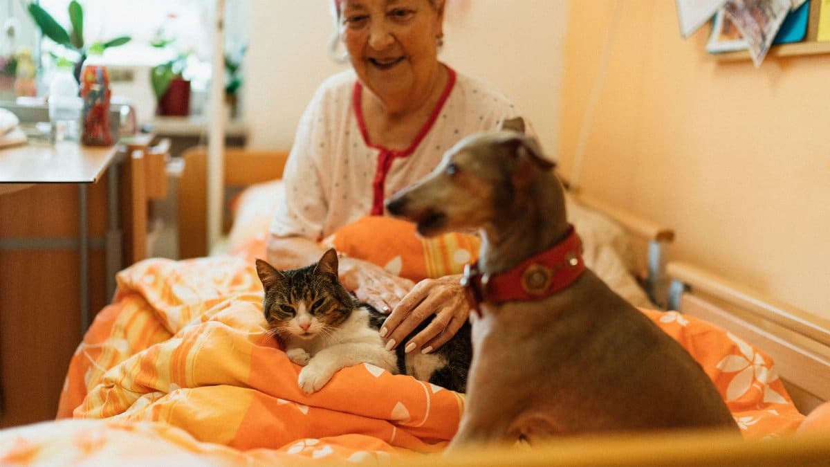 Senior woman enjoying the company of a dog and cat in a cozy bedroom setting, showcasing warmth and companionship.