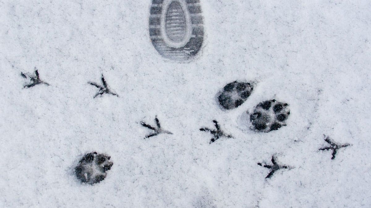 Human shoe print alongside bird and dog tracks in fresh snow.