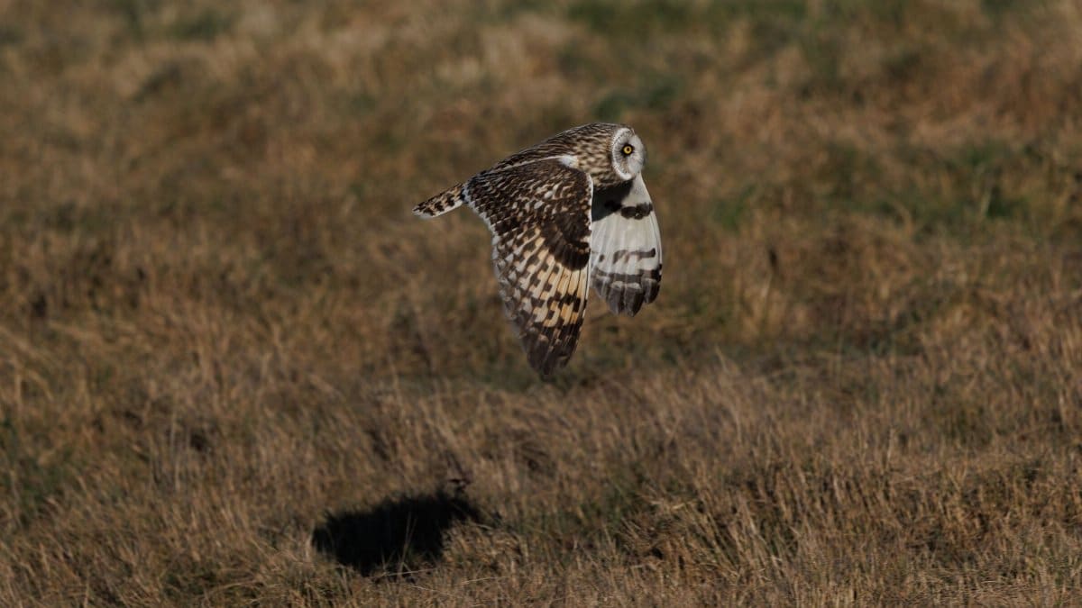 A Short-eared Owl gracefully flies over a grassland, casting a shadow below.