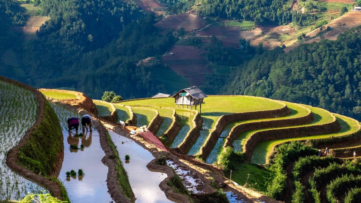 Beautiful terraced rice fields in Yên Bái, Vietnam captured during a vibrant day.