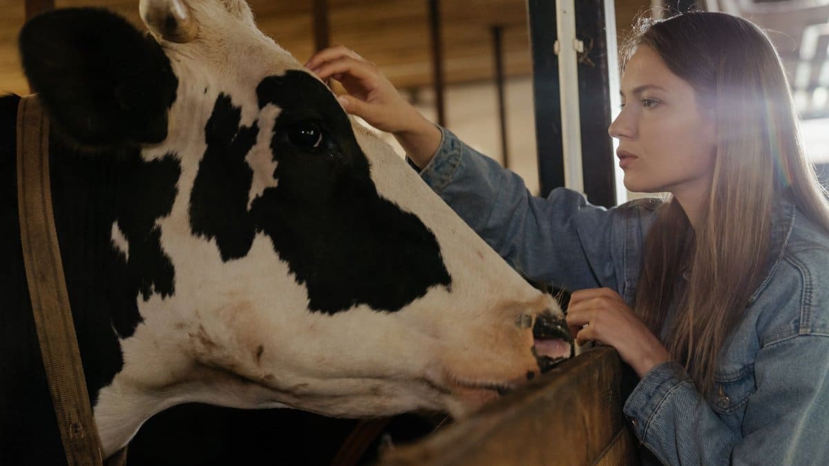 Young woman gently interacting with a cow inside a barn. Emphasizes farm life and animal care.