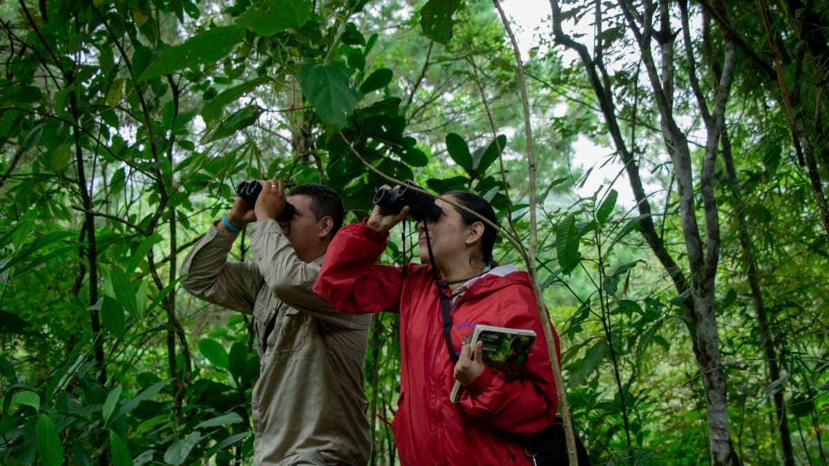 Two adults using binoculars in a lush forest setting, enjoying nature exploration.