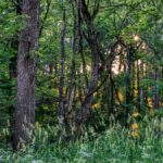 A serene forest scene in Millville, MN, featuring lush greenery and a glowing sunset.