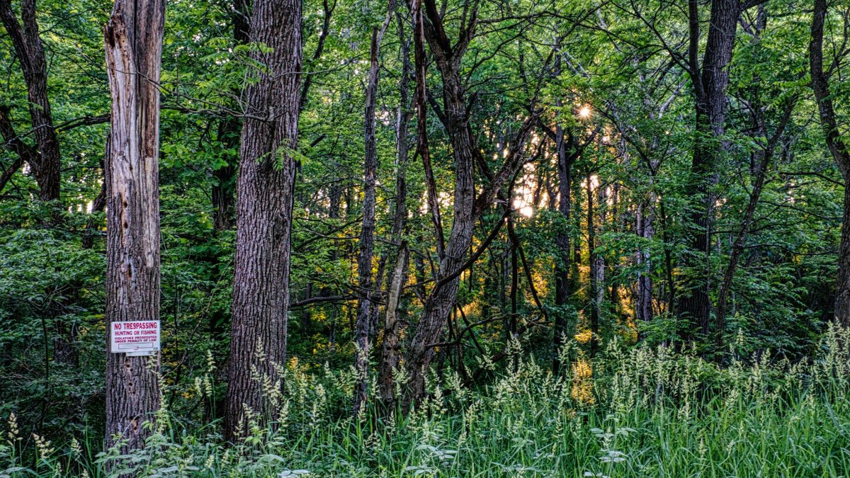 A serene forest scene in Millville, MN, featuring lush greenery and a glowing sunset.