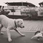 A playful dog chasing a cat on a dock in Istanbul, with boats in the background.