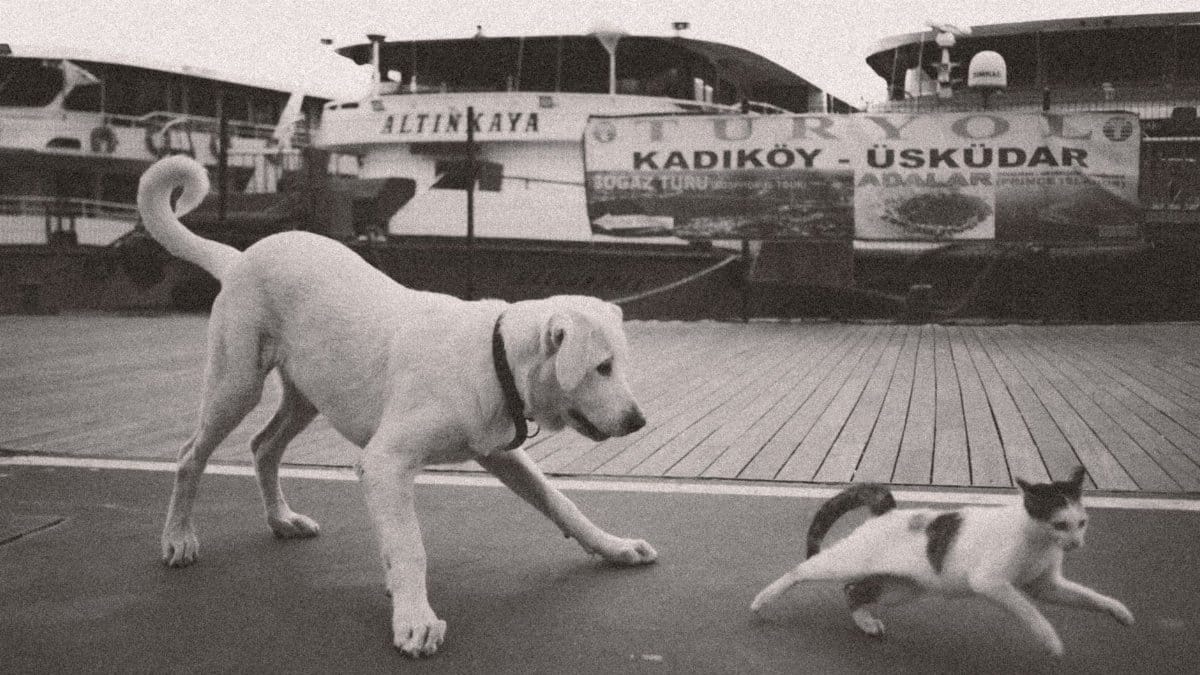 A playful dog chasing a cat on a dock in Istanbul, with boats in the background.