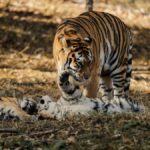 A Bengal tiger gently watches over her playful cubs in their natural habitat.
