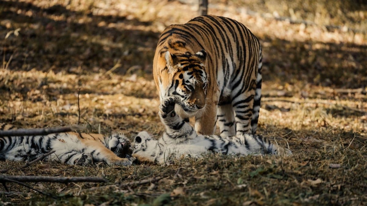 A Bengal tiger gently watches over her playful cubs in their natural habitat.