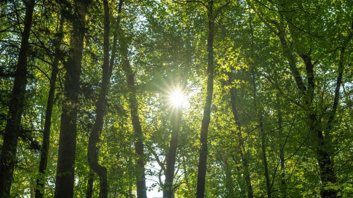 Bright sunlight filtering through lush green forest foliage in summer.