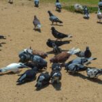 A flock of pigeons feeding on a sandy ground in a sunny outdoor setting.