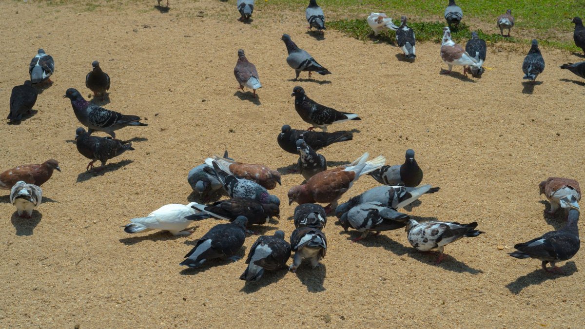 A flock of pigeons feeding on a sandy ground in a sunny outdoor setting.