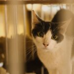 Close-up of a black and white cat in a cage looking curiously through the bars.