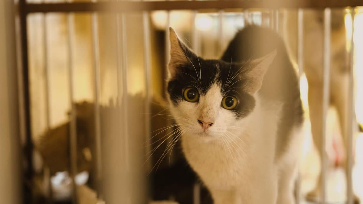 Close-up of a black and white cat in a cage looking curiously through the bars.