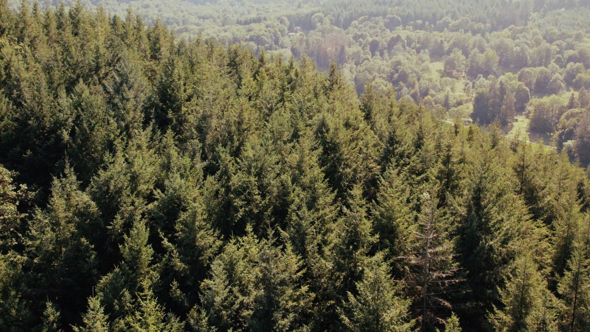 A stunning aerial photograph showcasing the lush green forest of Kintzheim, Grand Est, France.