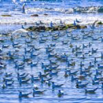A large flock of seagulls enjoying the coastal waters in Villajoyosa, Spain.