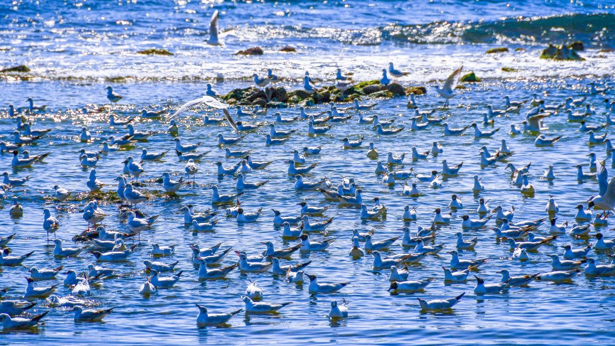 A large flock of seagulls enjoying the coastal waters in Villajoyosa, Spain.