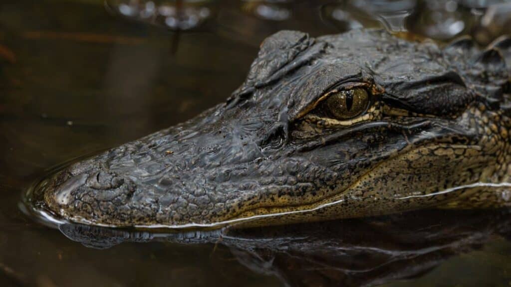 Detailed close-up shot of an American alligator in its natural habitat in Florida, showcasing its textured skin and eye.