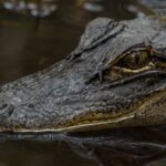 Detailed close-up shot of an American alligator in its natural habitat in Florida, showcasing its textured skin and eye.