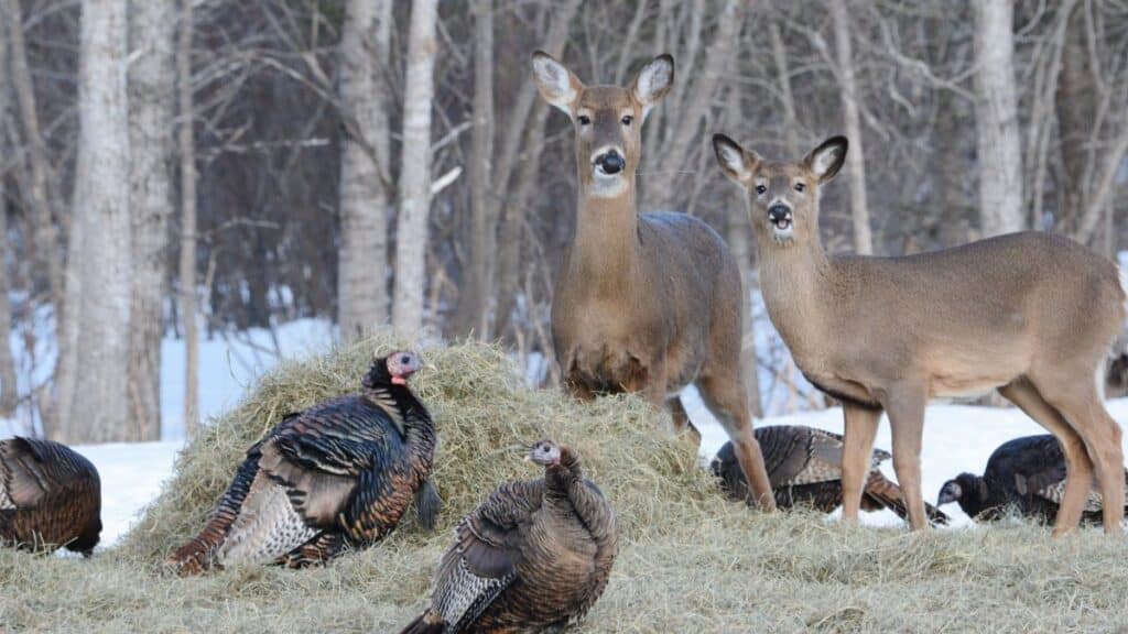 White-tailed deer and wild turkeys gather on hay in the snowy forest of Toivola, Minnesota.
