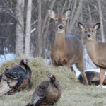 White-tailed deer and wild turkeys gather on hay in the snowy forest of Toivola, Minnesota.