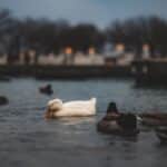 Peaceful scene of ducks swimming on a lake during dusk in Chicago.