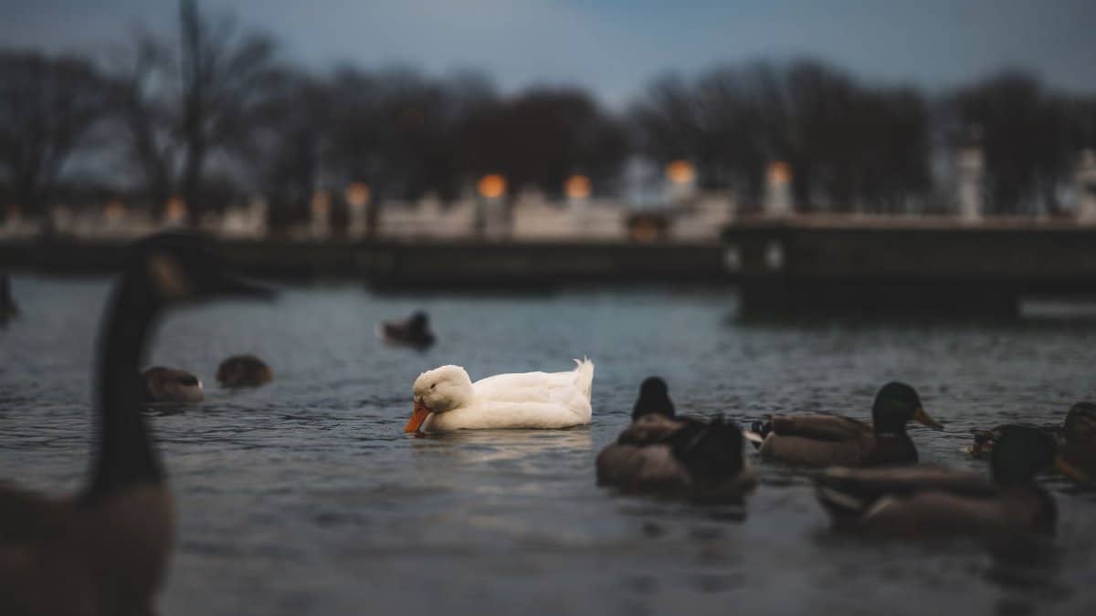 Peaceful scene of ducks swimming on a lake during dusk in Chicago.
