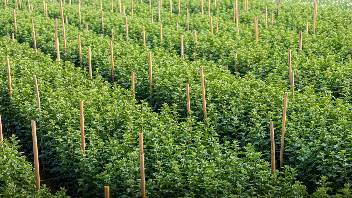 Rows of flourishing chrysanthemum plants with support stakes in Hanoi, Vietnam's lush summer landscape.