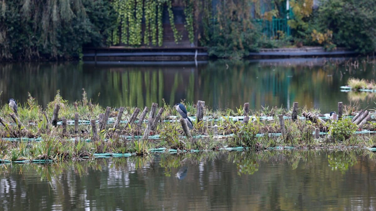 Peaceful lake view with herons perched along wooden stakes, surrounded by nature's tranquility.