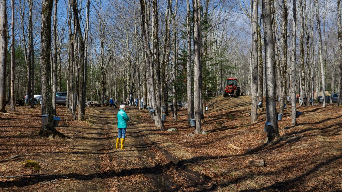 A person in a turquoise coat with yellow boots walks through a maple forest during sap harvesting season.